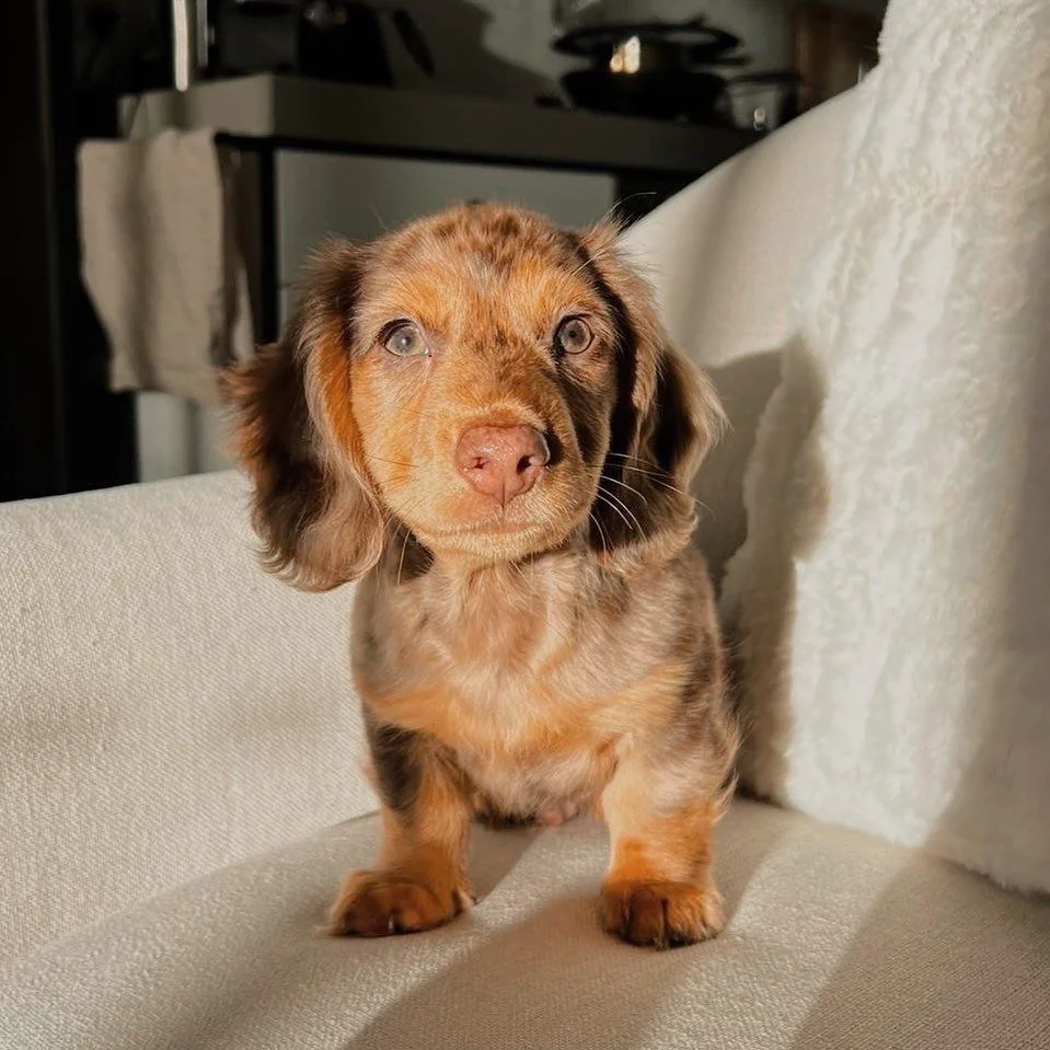 Charlie, one of our cream dapple Dachshund puppies