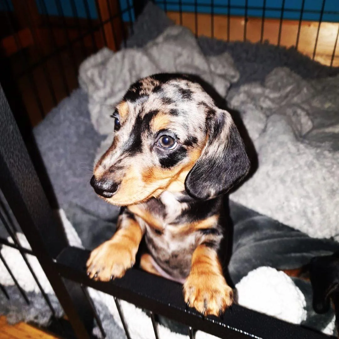 Chester, a male Dachshund puppy
