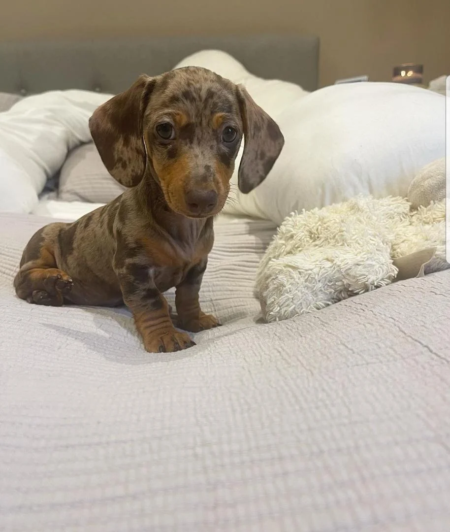 Doris, a female Dachshund puppy