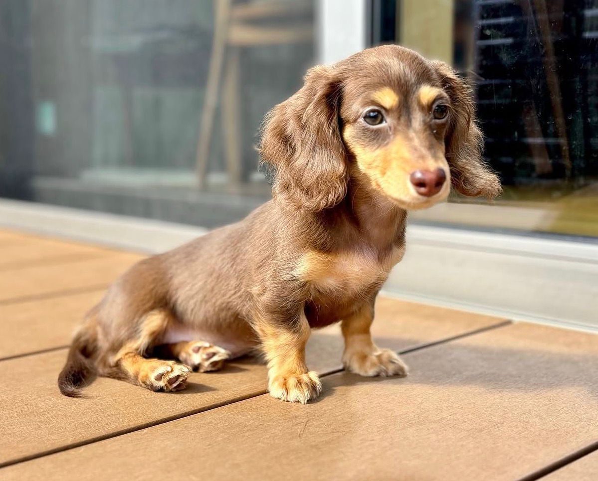 Eve, a female Dachshund puppy