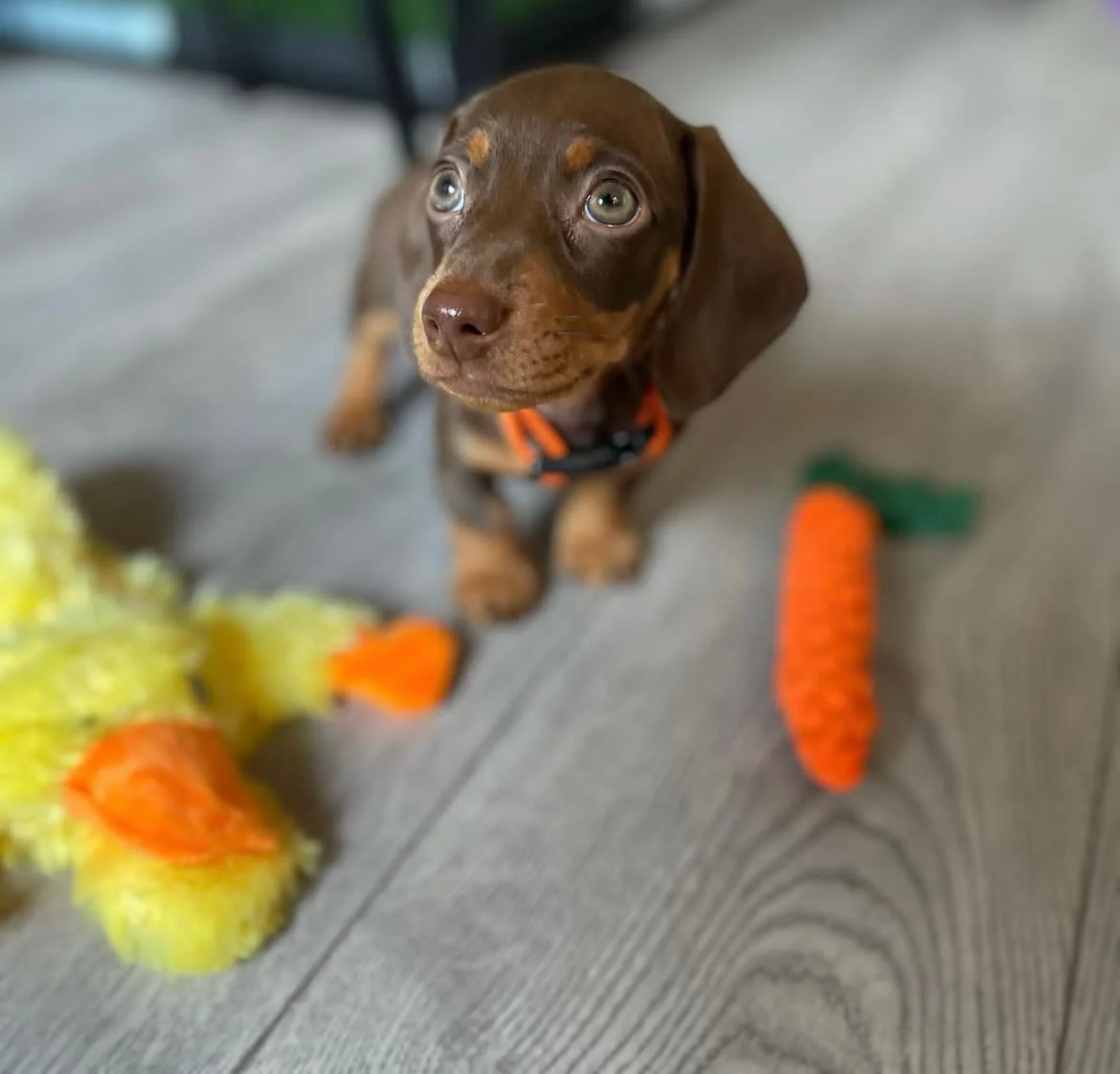 Gus, a male Dachshund puppy
