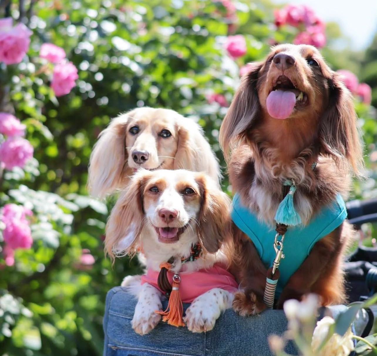 Dachshund puppies in the garden