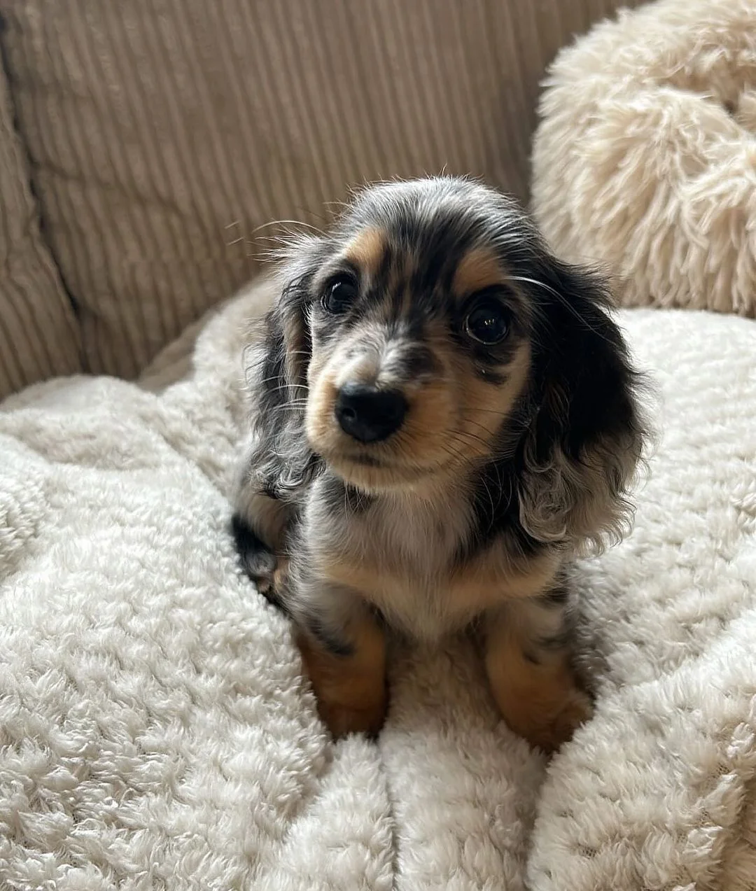 Lola, a dark dapple long coat puppy