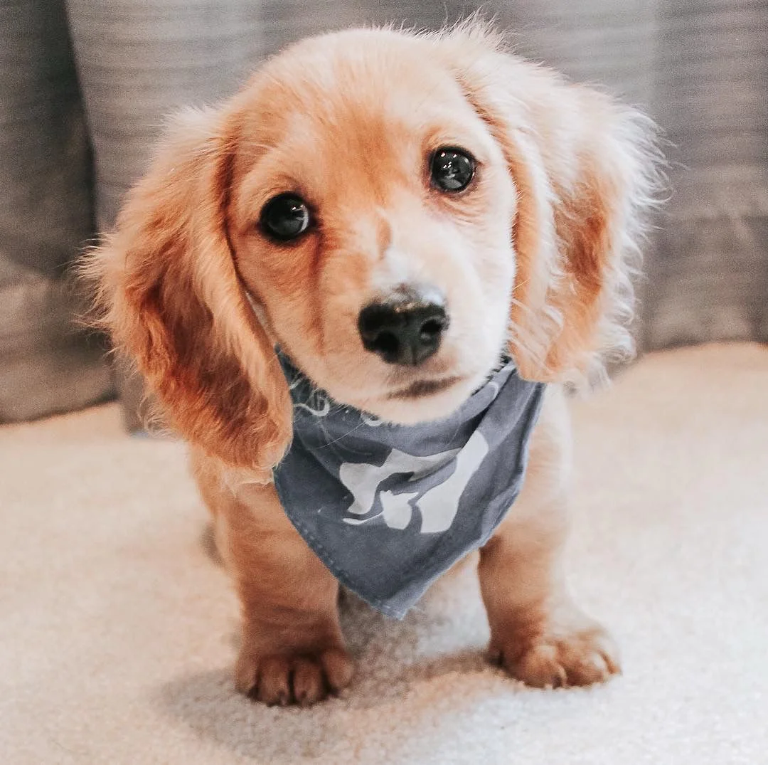 Max, a light cream long coat puppy