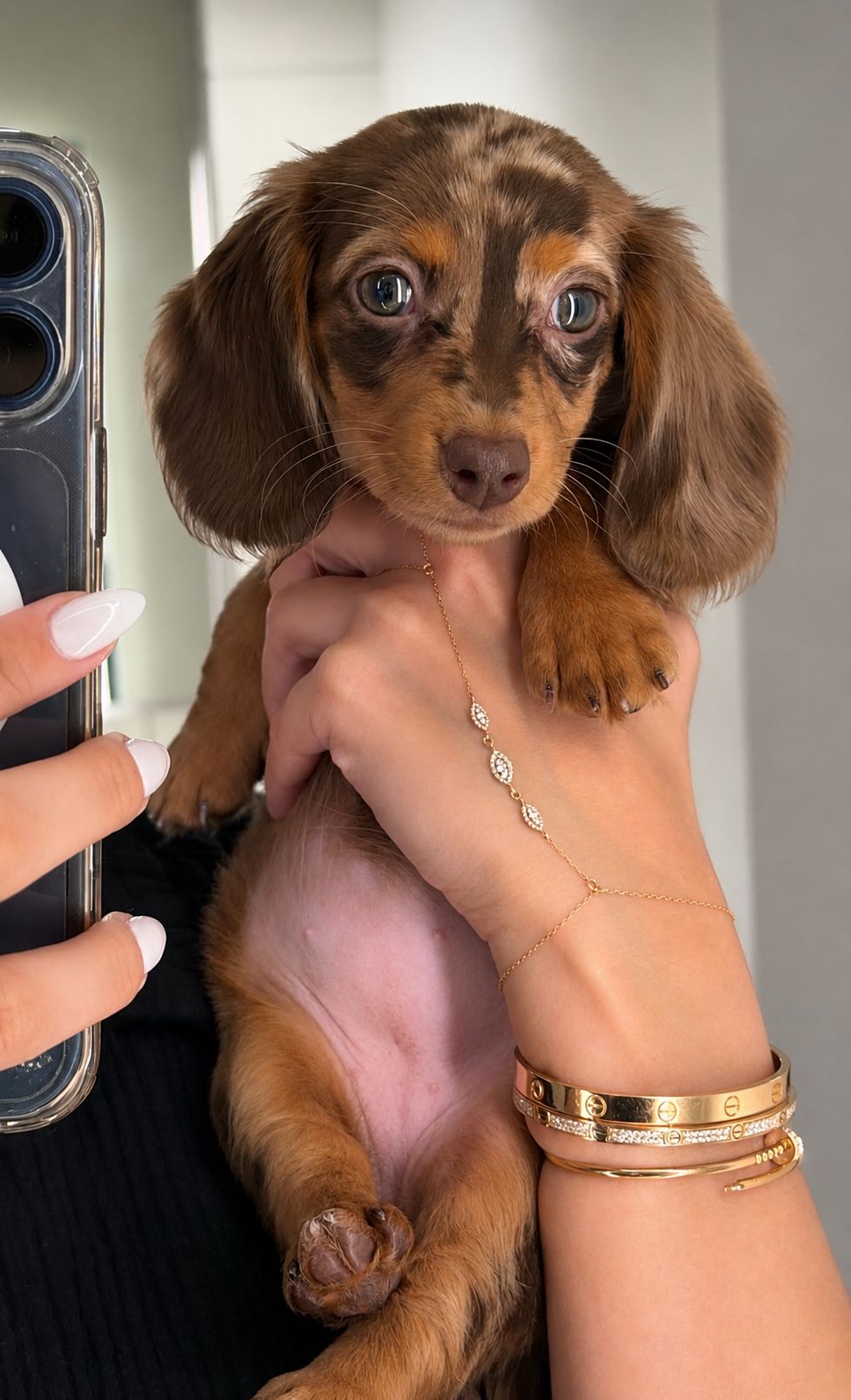 Oli, a female Dachshund puppy
