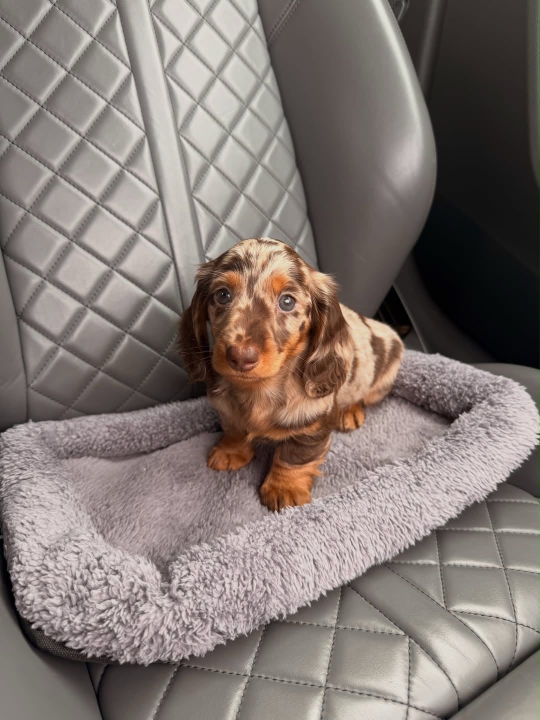 Teddy, a male Dachshund puppy